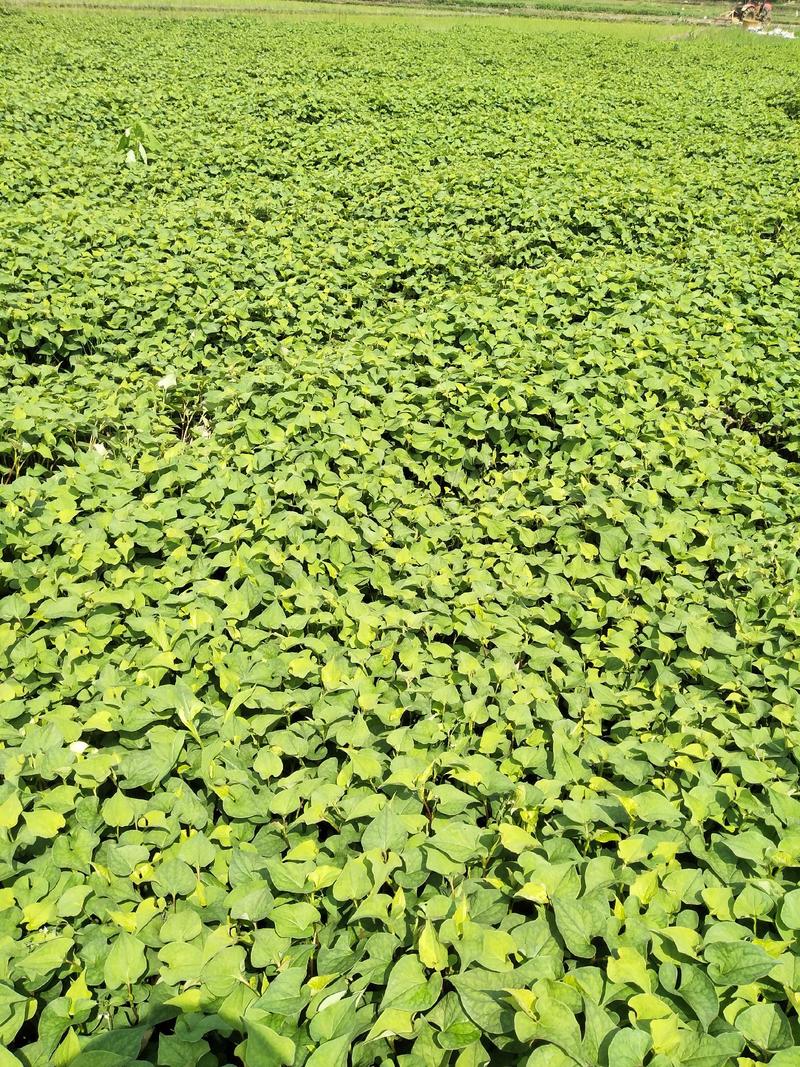 千亩基地鱼腥草折耳根嫩鲜叶出售