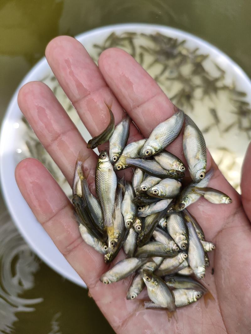 草鱼苗，长江草鱼苗，有不同规格的草鱼苗，支持全国空运