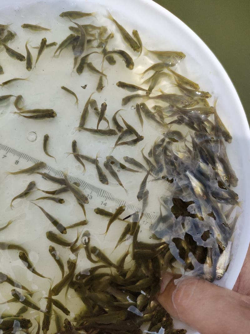 草鱼苗，长江草鱼苗，有不同规格的草鱼苗，支持全国空运