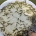 草鱼苗，长江草鱼苗，有不同规格的草鱼苗，支持全国空运