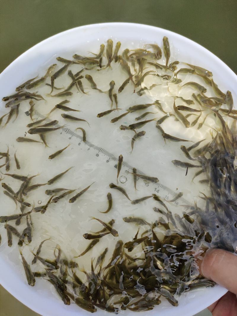 草鱼苗，长江草鱼苗，有不同规格的草鱼苗，支持全国空运