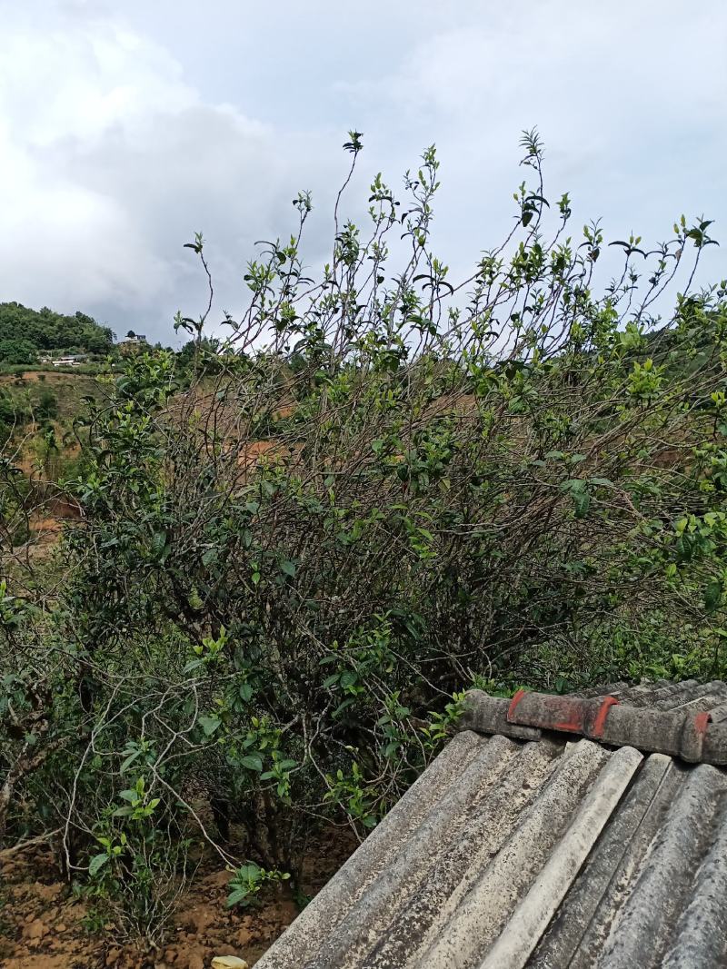 云南临沧勐库镇，那蕉村古树藤条茶