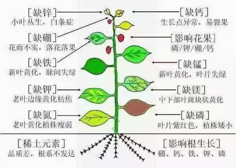 英芙莱微补利康微量元素水溶肥补充作物微量元素