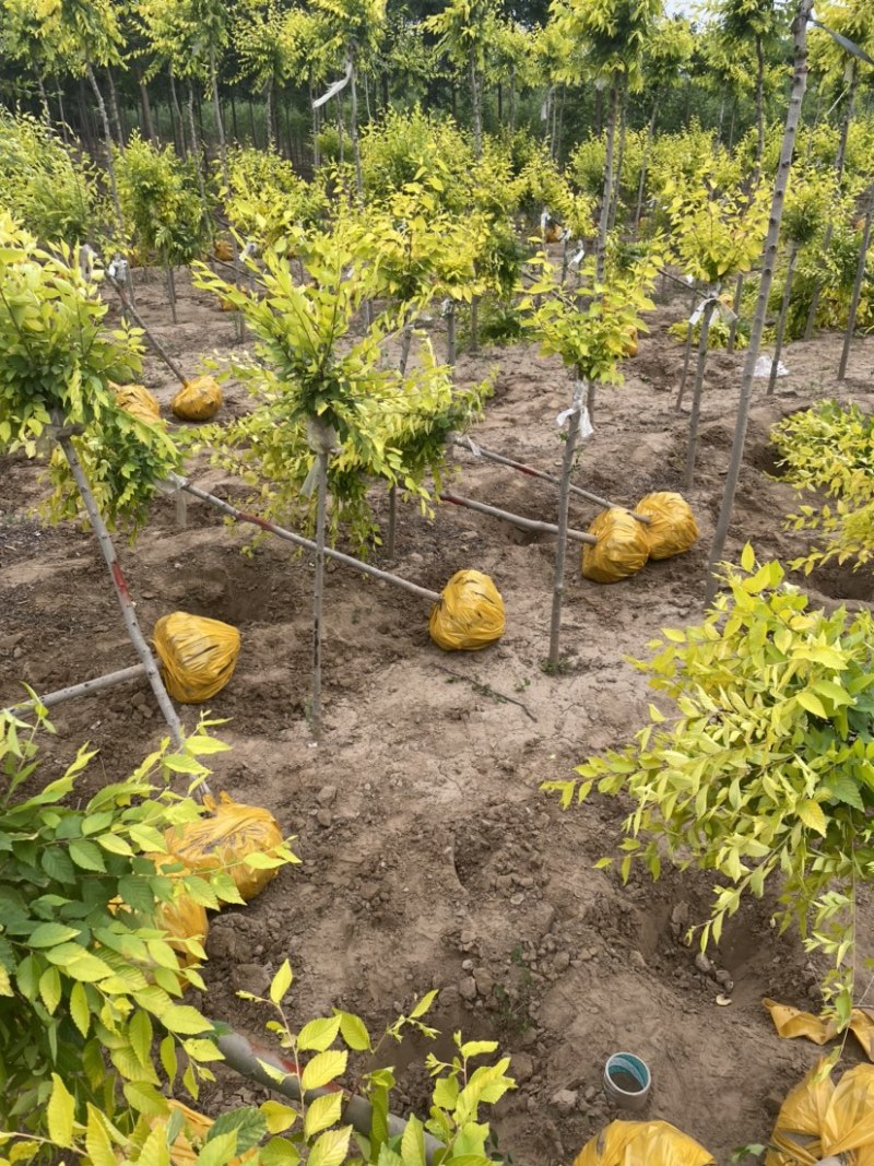 金叶榆球（土球和美植袋均有）苗圃直供