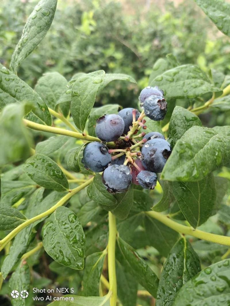 蓝莓鲜果