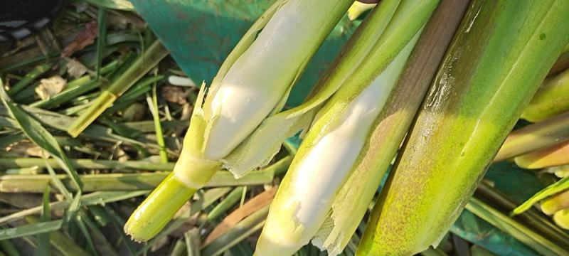 精品茭白，电商平台，现采茭白长期供货茭白半成品预订