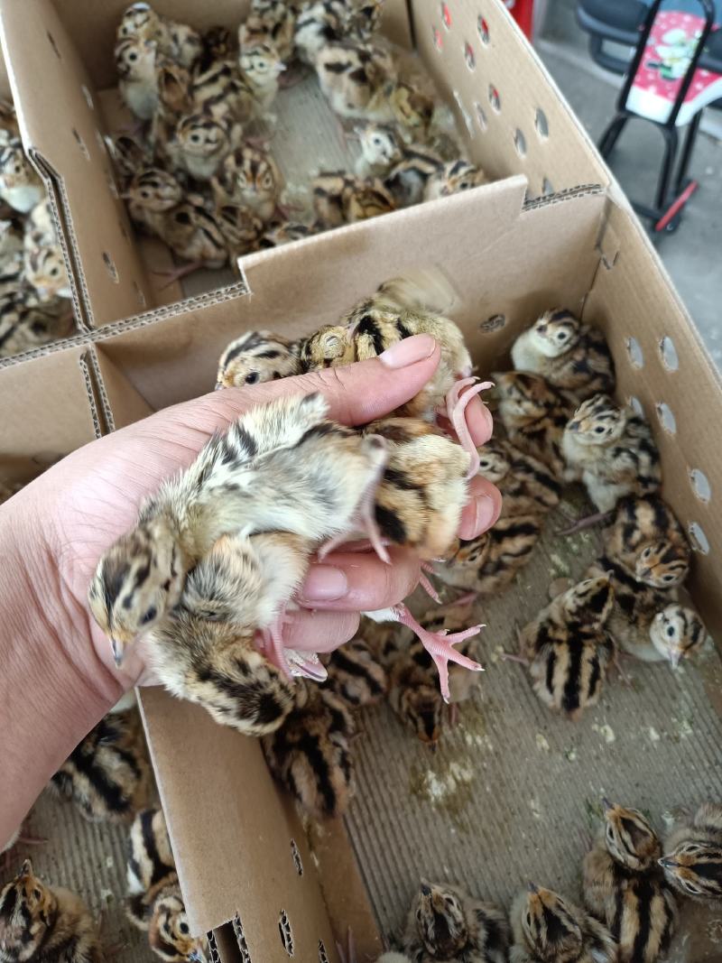山鸡苗，七彩山鸡有出壳苗，脱温半斤苗，疫苗齐全