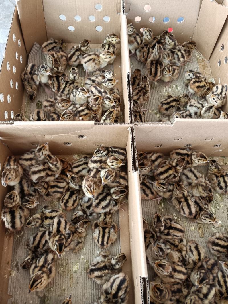 山鸡苗，七彩山鸡有出壳苗，脱温半斤苗，疫苗齐全