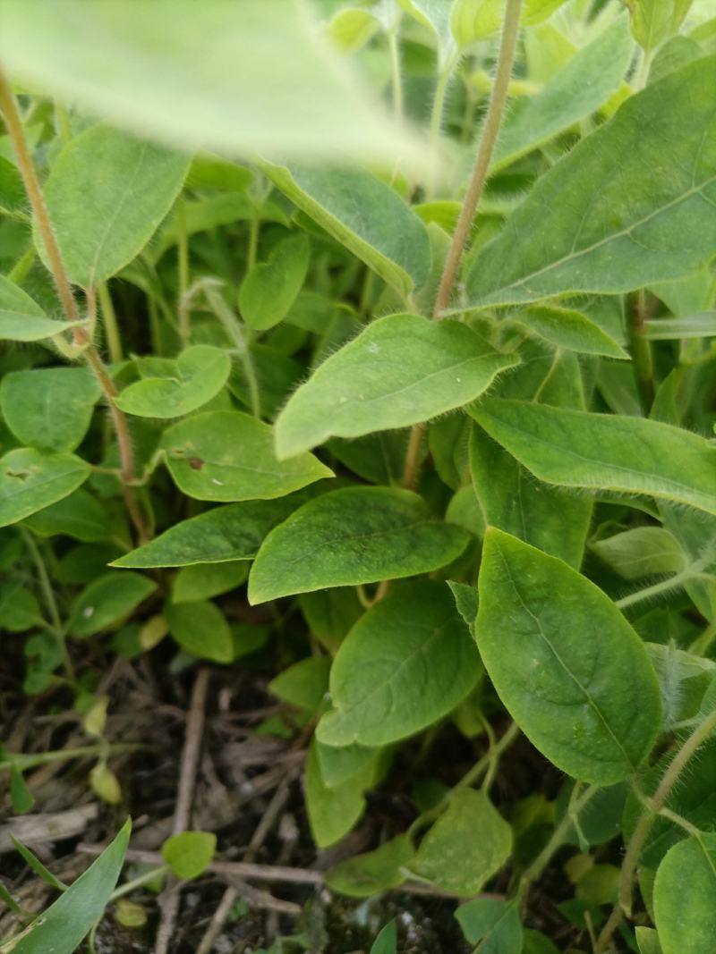 山银花，高产霸王，对土地，气候无要求，药用价值高