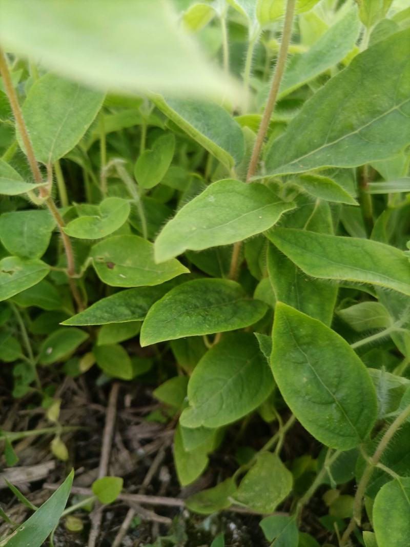 山银花，高产霸王，对土地，气候无要求，药用价值高