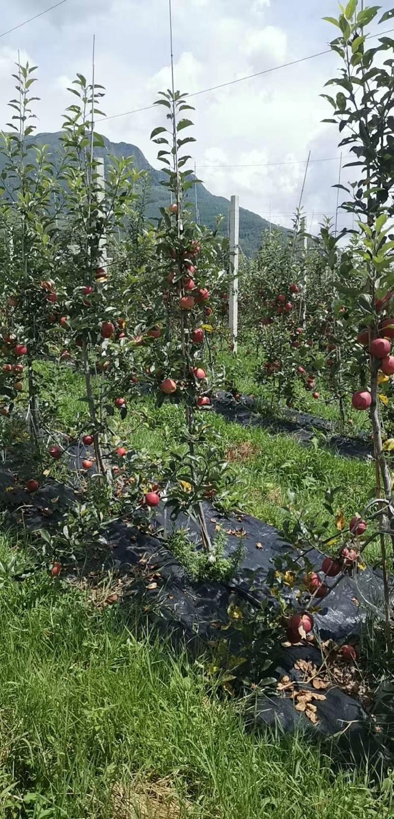 【苹果】大凉山越西红富士苹果支持电商对接全国量大优惠