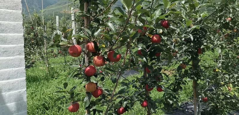 【苹果】大凉山越西红富士苹果支持电商对接全国量大优惠