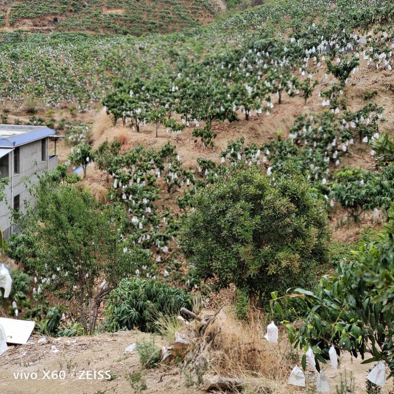 攀枝花芒果产地直供，整车供应，电商社区团购一件代发