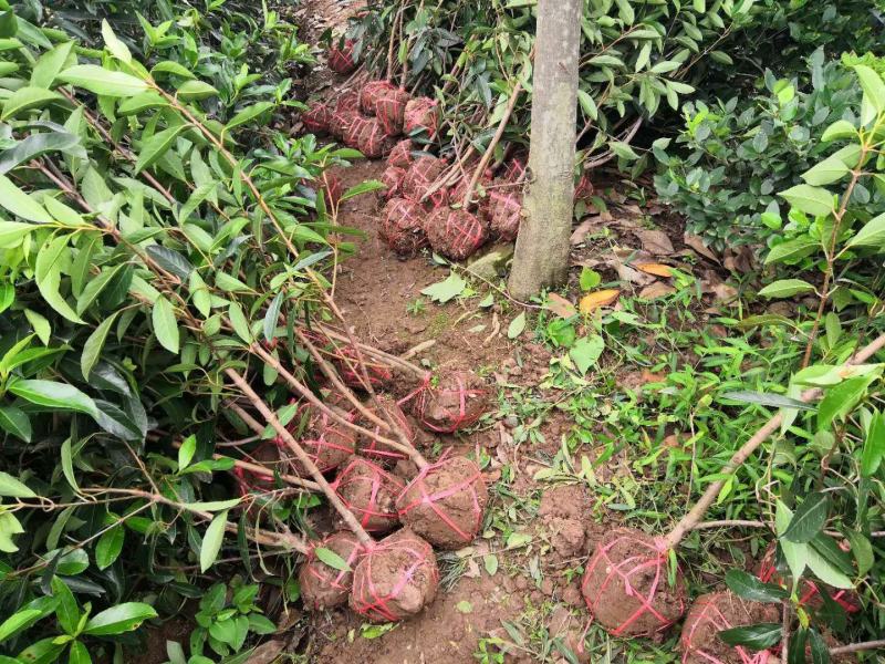 重庆静观各种规格法国冬青