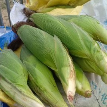 我们经营玉米大量上市