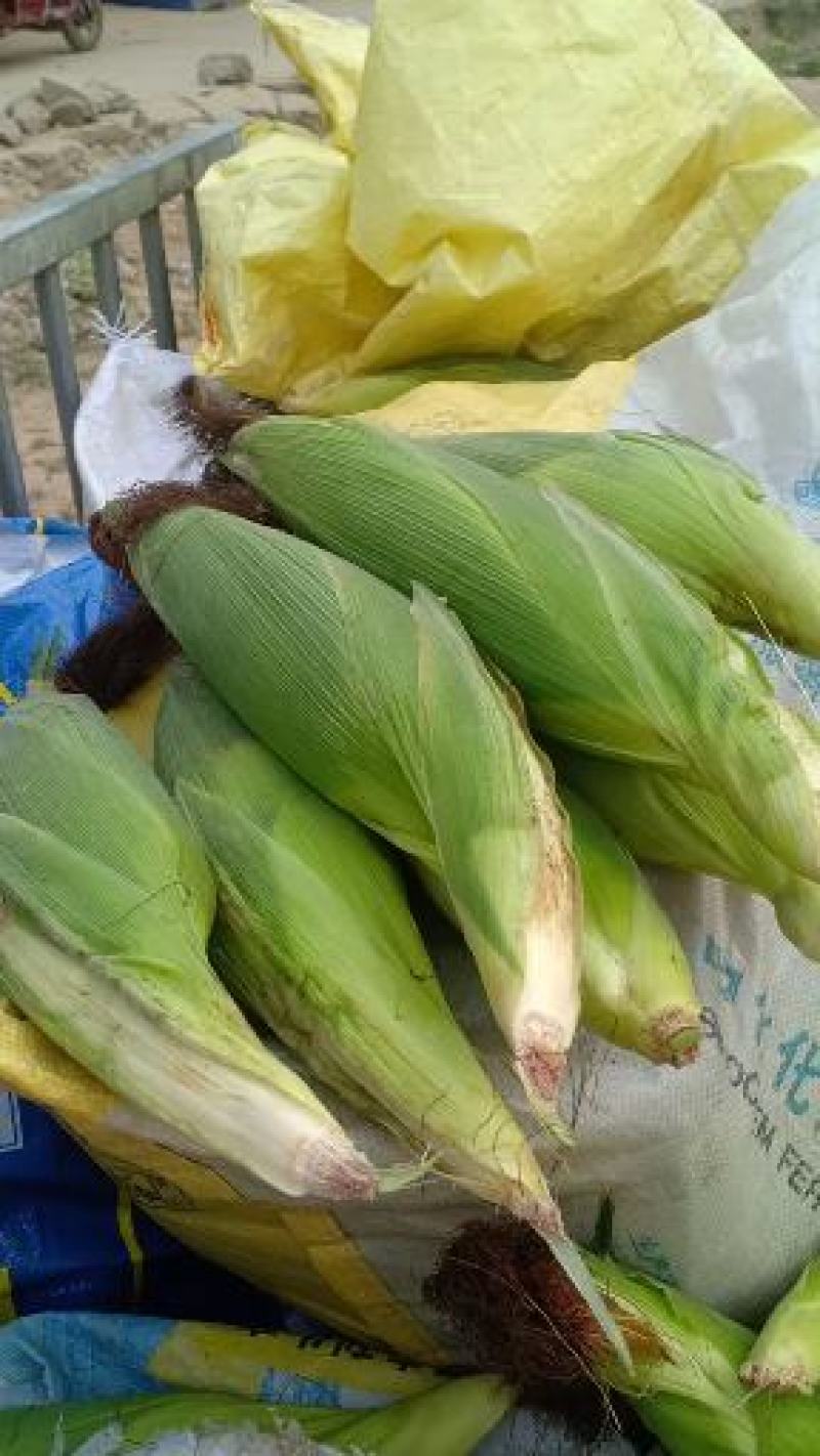 我们经营玉米大量上市