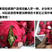 【一件代发】【包邮】红心火龙果高原当季新鲜水果整箱多规格