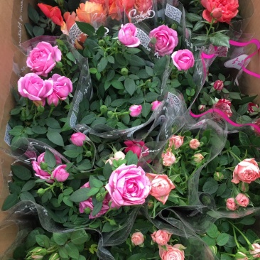 玫瑰多彩玫瑰苗钻石玫瑰花苗玫瑰花苗开花不断
