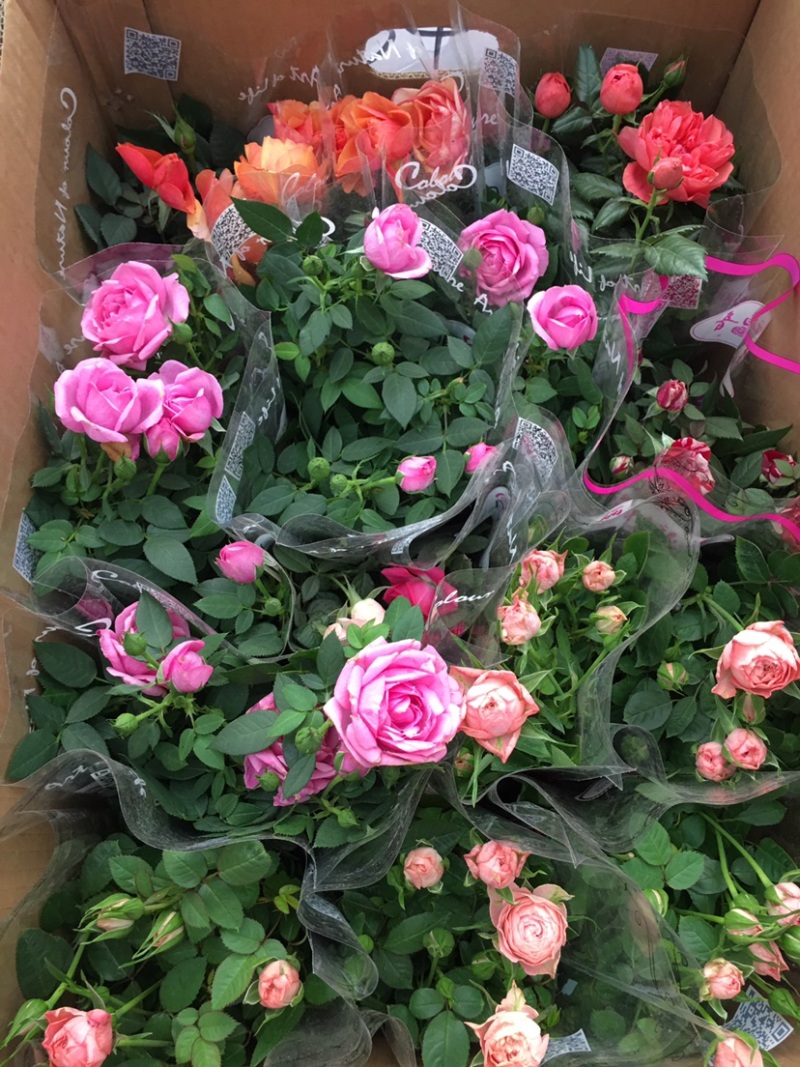 玫瑰多彩玫瑰苗钻石玫瑰花苗玫瑰花苗开花不断