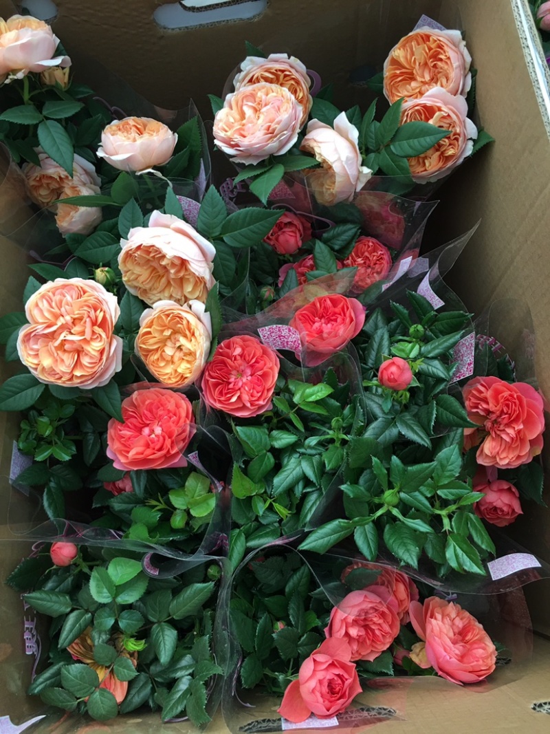 玫瑰多彩玫瑰苗钻石玫瑰花苗玫瑰花苗开花不断