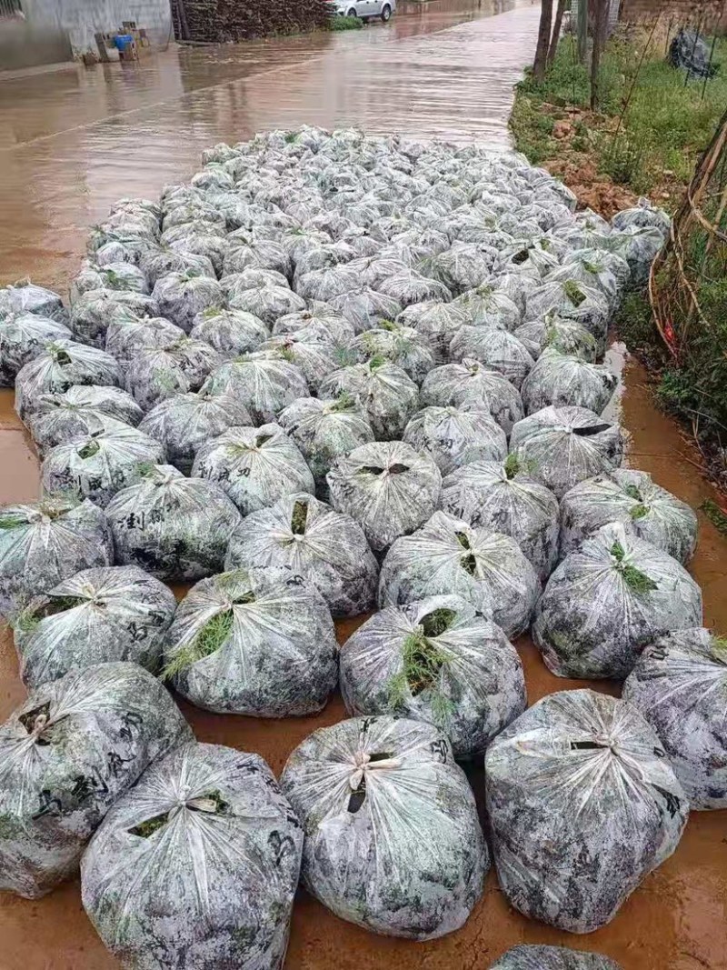 华山松苗，华山松轻机制袋苗，一手货源，欢迎考察了解。