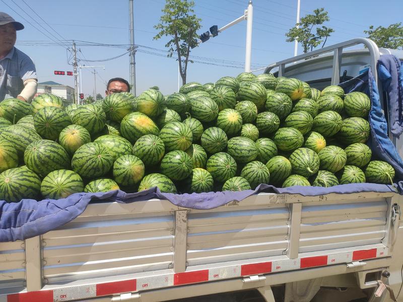 安徽早春红玉西瓜红壤皮薄9成熟，一手货源，大量供应
