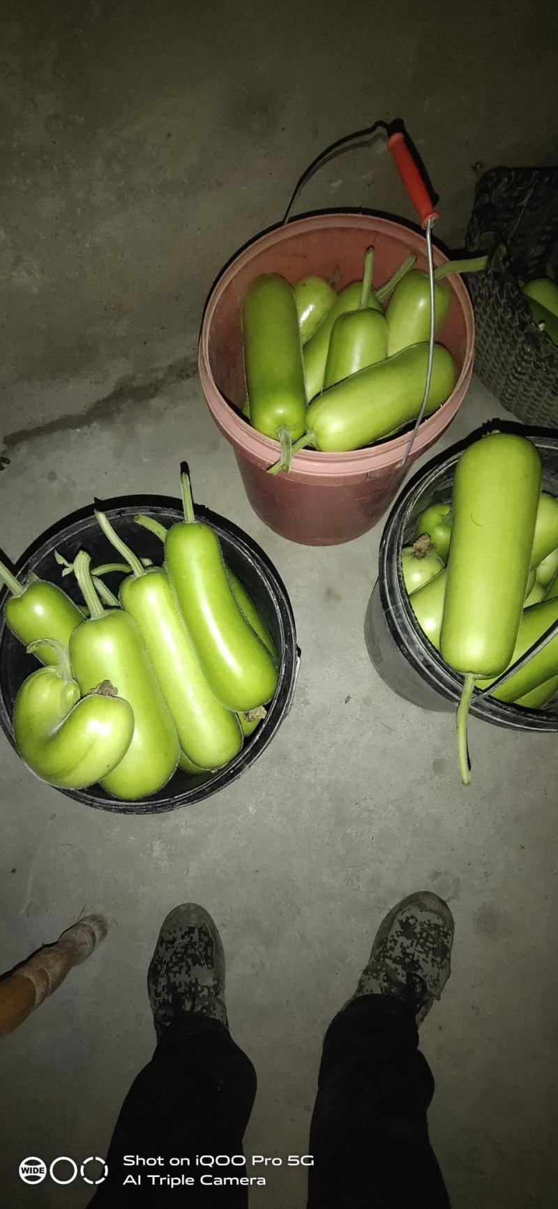 自己种的露天瓠瓜