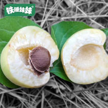 【畅销榜】河北唐山凯特杏新鲜应季水果量大从优现摘现发