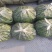 线椒，鲜辣椒，黑条线，青条线，顺直长，大量上市一手货源。