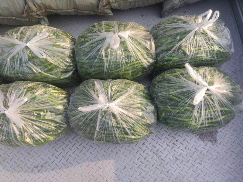 线椒，鲜辣椒，黑条线，青条线，顺直长，大量上市一手货源。