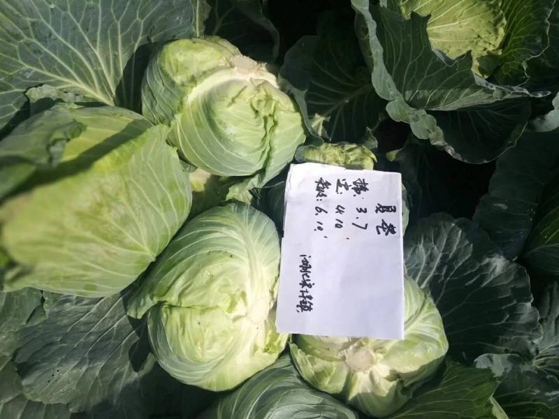 耐热高圆绿甘蓝种子耐裂球耐热神鹿甘蓝种子