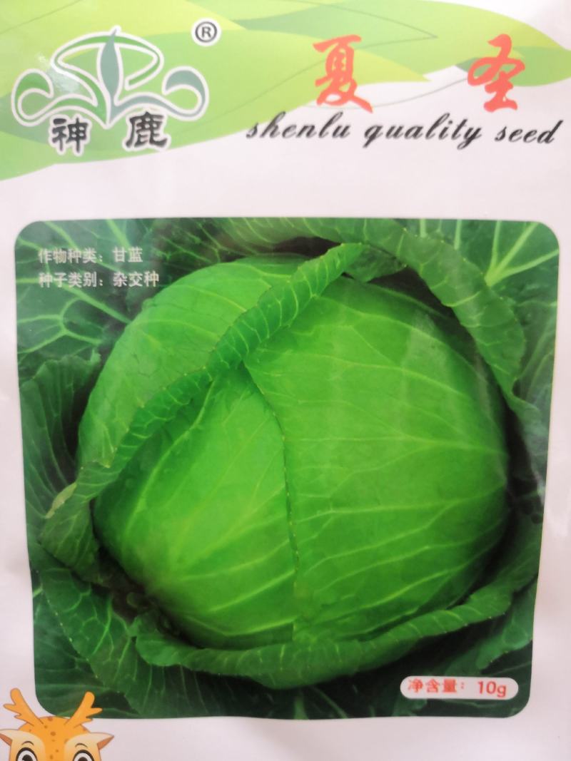 耐热高圆绿甘蓝种子耐裂球耐热神鹿甘蓝种子