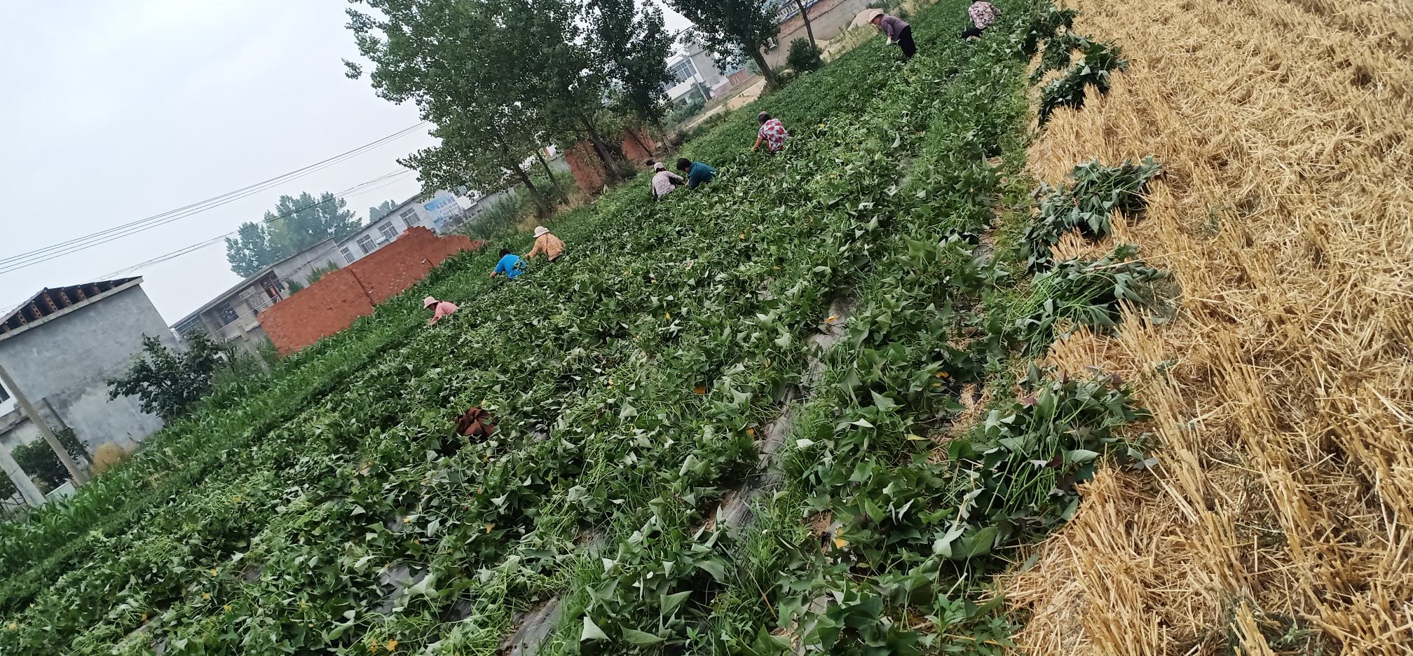 红薯种植基地航拍图