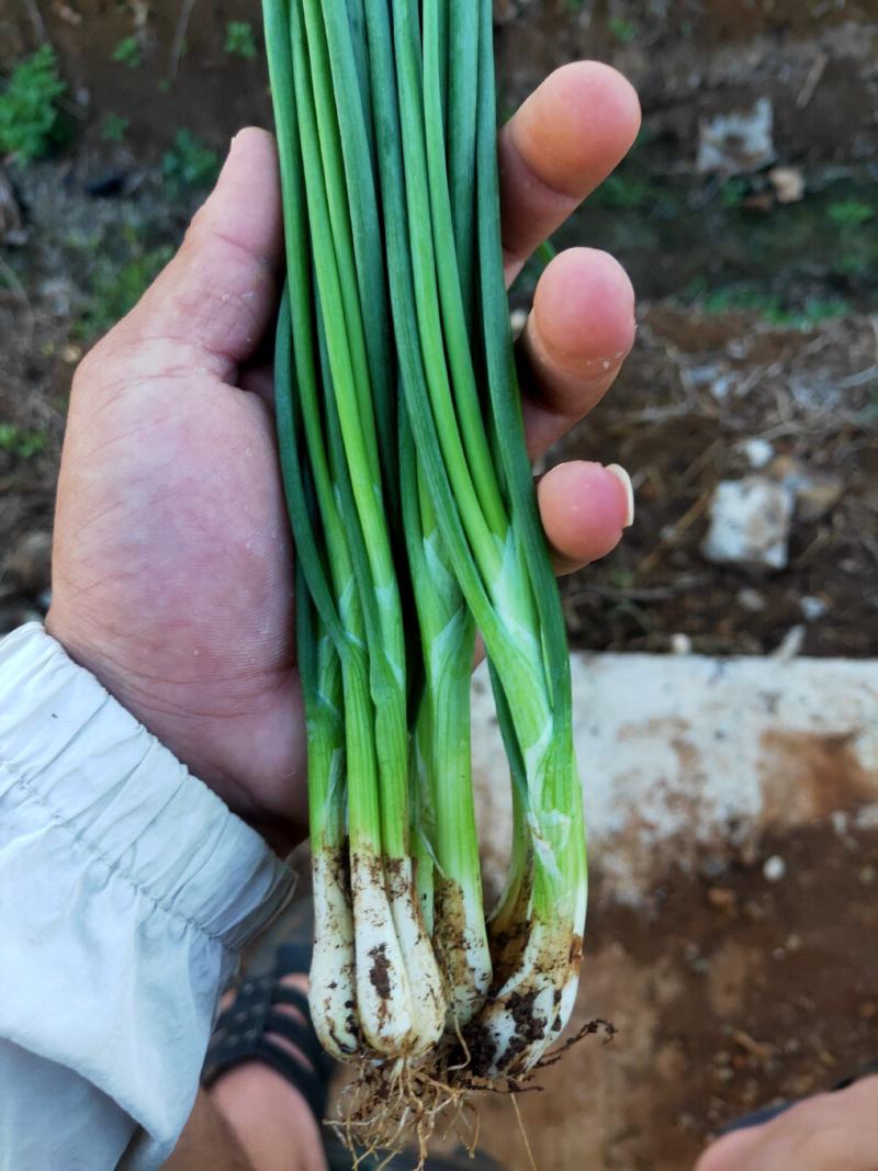 徐闻县香葱，香辣可口！