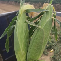 个种品种鲜食玉米