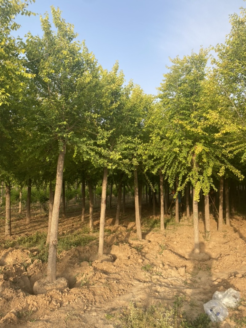 【推荐】10公分金叶榆、依手货源，苗圃直销诚信经营