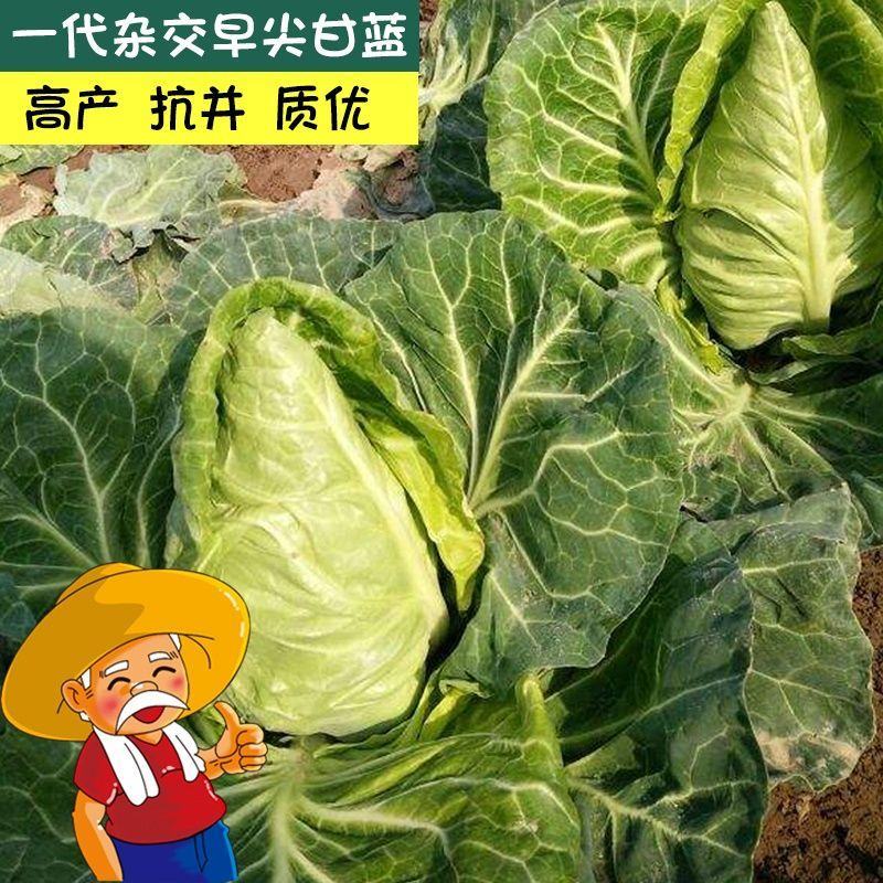 牛心甘蓝种子春甘蓝冬性强高产耐裂球尖包菜种子