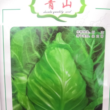 牛心甘蓝种子春甘蓝冬性强高产耐裂球尖包菜种子