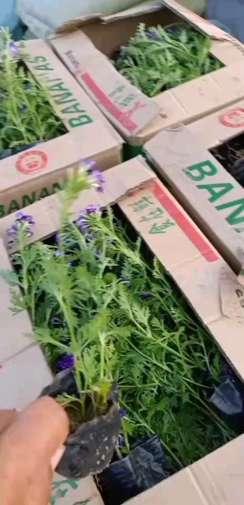 推荐！高品质宿根美女樱美女樱杯苗成活率高性价比高