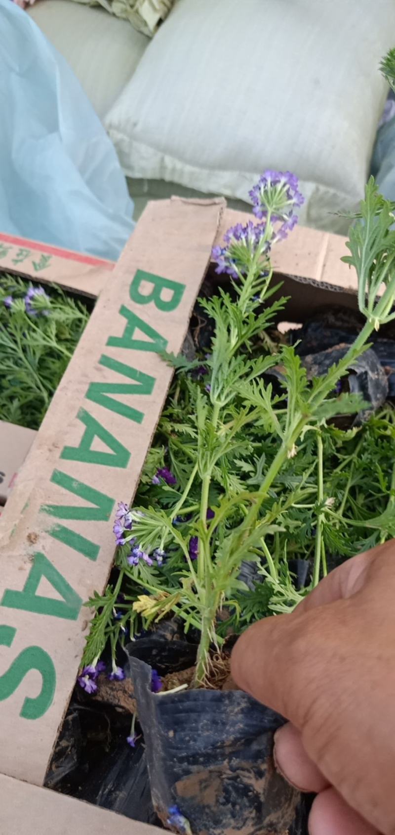 推荐！高品质宿根美女樱美女樱杯苗成活率高性价比高