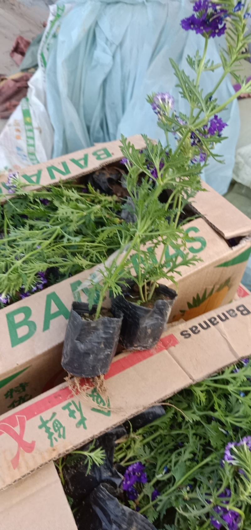 推荐！高品质宿根美女樱美女樱杯苗成活率高性价比高