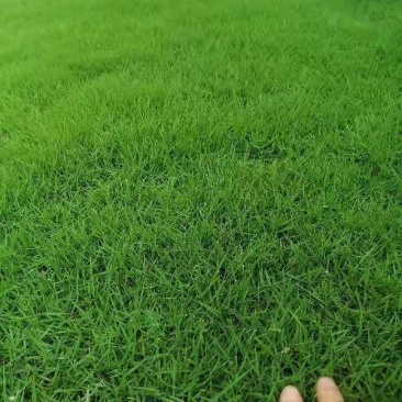 台湾青草皮，价格你说了算