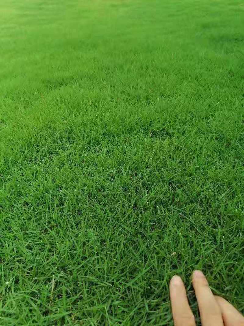台湾青草皮，价格你说了算