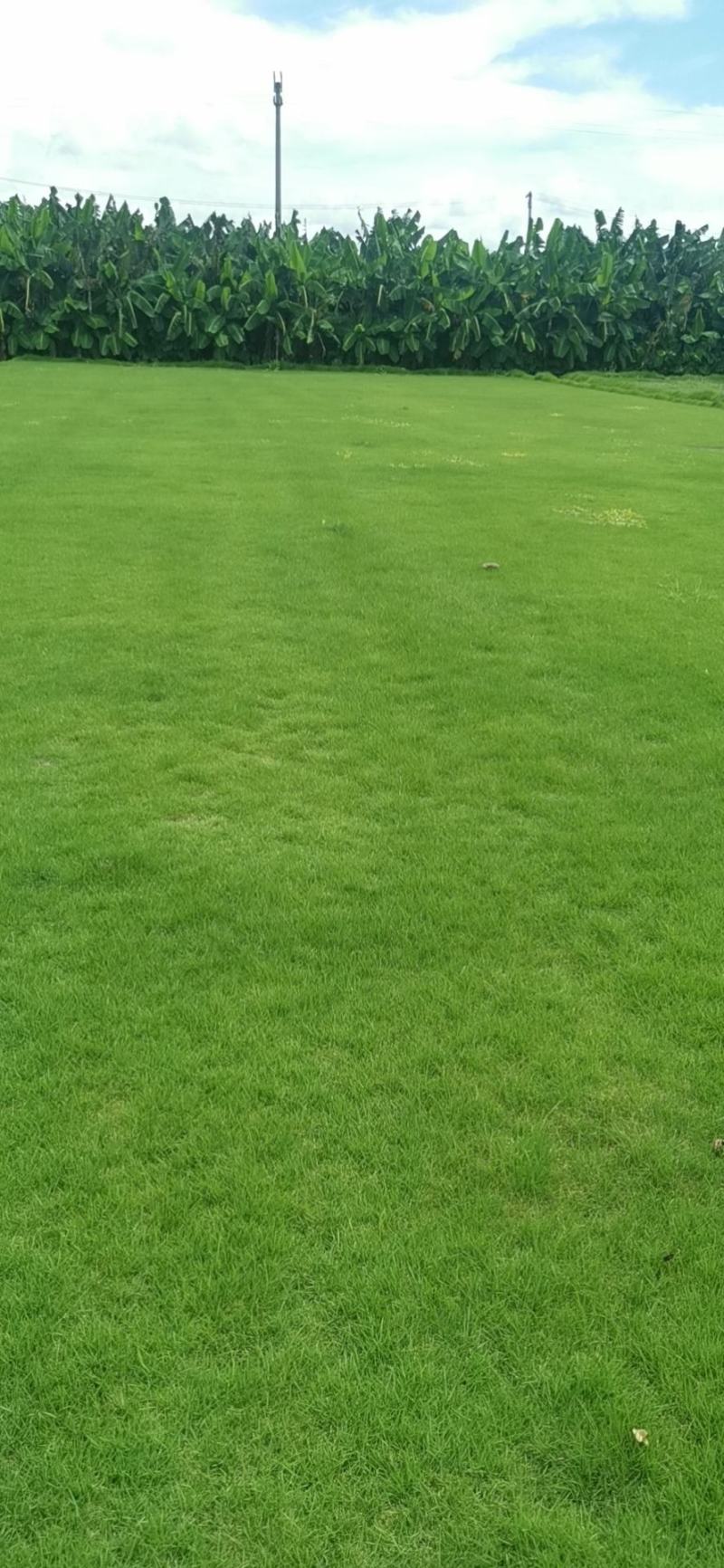 台湾青草皮，价格你说了算