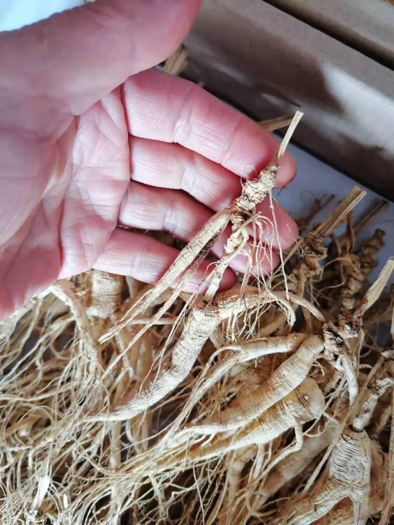 林下籽，高年头林下参吃货，仅次于野山参，半斤起售