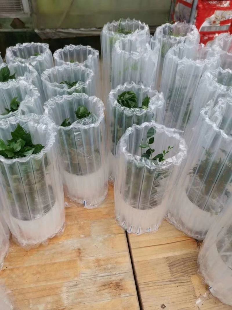 盆栽，花卉气柱缓冲包装方案