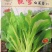 杂交白菜苔种子早熟，耐热，高产，苔粗鲜嫩
