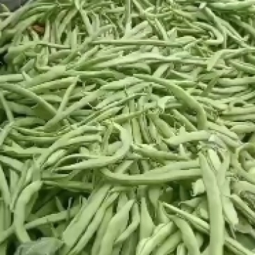 四季豆！质量杆杆滴！