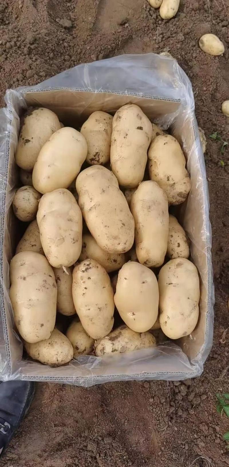 山东土豆荷兰十五货源充足全国发货以质论价坏烂包赔