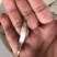 【牛商推荐】鳡鱼苗、公分苗、直接下池塘即可、一手货🔥